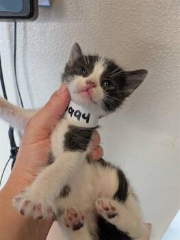 SPOT -  Domestic Short Hair Cat for Adoption in Ontario, California - SPOT | PetCurious