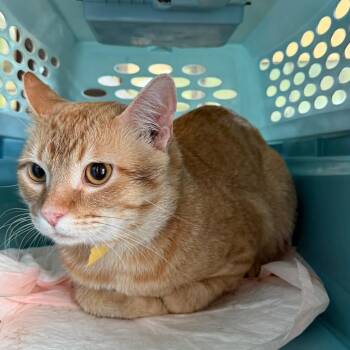 Queso -  Domestic Short Hair Cat for Adoption in Leander, Texas - Queso | PetCurious