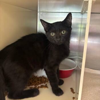 Murry -  Domestic Short Hair Cat for Adoption in Newark, New Jersey - Murry | PetCurious