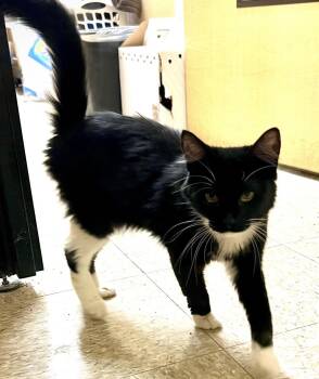 Cleo 4 -  Domestic Short Hair Cat for Adoption in Riverside, California - Cleo 4 | PetCurious
