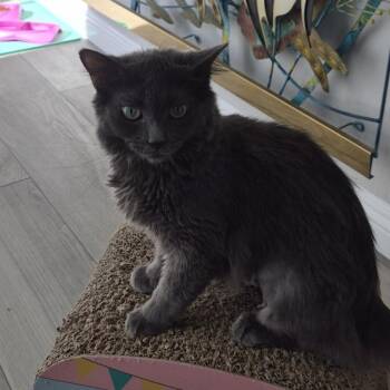 Evie -  Domestic Short Hair Cat for Adoption in Las Vegas, Nevada - Evie | PetCurious