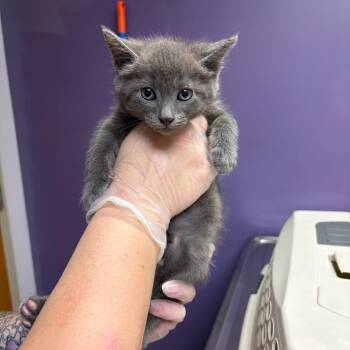 Steely McBeam -  Domestic Short Hair Cat for Adoption in Newark, New Jersey - Steely McBeam | PetCurious