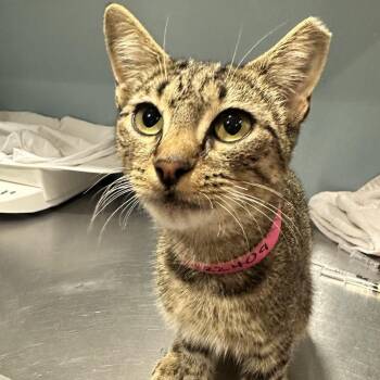 Kristie -  Domestic Short Hair Cat for Adoption in Chattanooga, Tennessee - Kristie | PetCurious