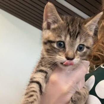 Dakota -  Domestic Short Hair Cat for Adoption in Des Moines, Iowa - Dakota | PetCurious