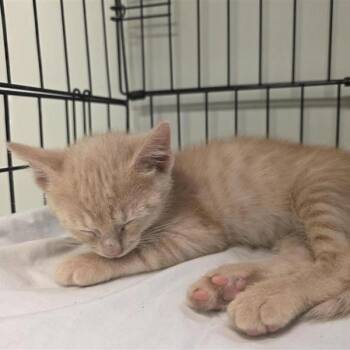 Tropical Smash -  American Shorthair Cat for Adoption in Freeport, Florida - Tropical Smash | PetCurious