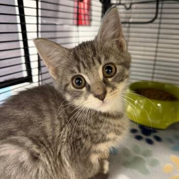 Spirit -  Domestic Short Hair Cat for Adoption in Hampton Bays, New York - Spirit | PetCurious