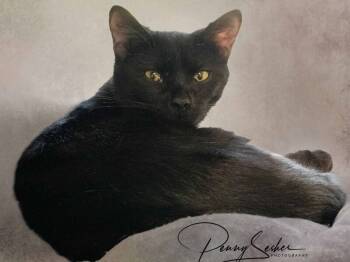 Rescue Domestic Short Hair Cats for Adoption in Belton, Missouri - Birdie | PetCurious