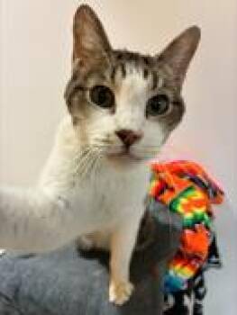 Anson -  Domestic Short Hair Cat for Adoption in Fort Worth, Texas - Anson | PetCurious