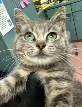 CHESHIRE -  Domestic Short Hair Cat for Adoption in Columbia, South Carolina - CHESHIRE | PetCurious