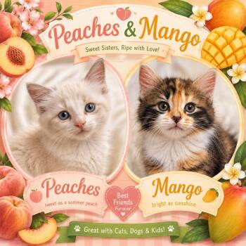 PEACHES & MANGO -  Domestic Long Hair and Siamese Cat Available for Adoption in Lakesite, Tennessee - PEACHES & MANGO | PetCurious
