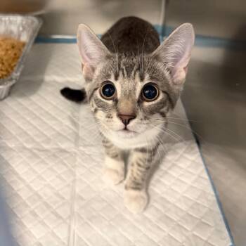 Token -  Domestic Short Hair Cat for Adoption in Greensboro, North Carolina - Token | PetCurious
