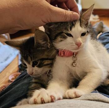 Cerulean Sea: Chauncey -  Tabby Cat for Adoption - Cerulean Sea: Chauncey | PetCurious