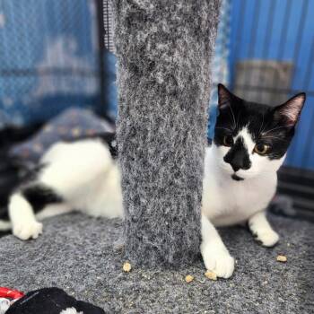 Frodo - City of Industry Location -  Domestic Short Hair Cat for Adoption in Chino Hills, California - Frodo - City Of Industry Location | PetCurious
