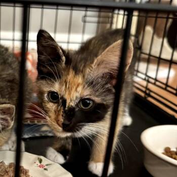 Domestic Short Hair Cats Available for Adoption in Springfield, Illinois - Ethel | PetCurious