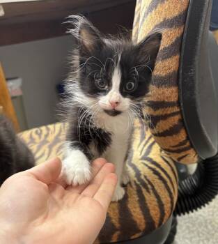Pansy -  Domestic Medium Hair Cat for Adoption in Topeka, Kansas - Pansy | PetCurious