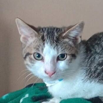 Greg -  Domestic Short Hair Cat for Adoption in Grand Rapids, Minnesota - Greg | PetCurious