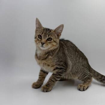 Houston Batman -  Domestic Short Hair Cat for Adoption in State College, Pennsylvania - Houston Batman | PetCurious
