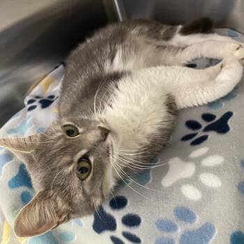 Birdie -  Domestic Medium Hair Cat for Adoption in Knoxville, Tennessee - Birdie | PetCurious