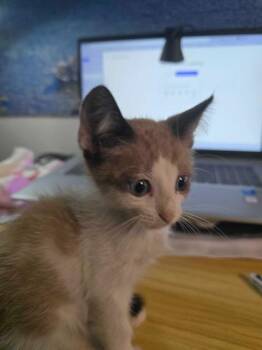 Snow Uvalde -  Siamese and Domestic Short Hair Cat for Adoption in New Braunfels, Texas - Snow Uvalde | PetCurious