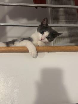 American Shorthair Cats Available for Adoption - Scrape | PetCurious