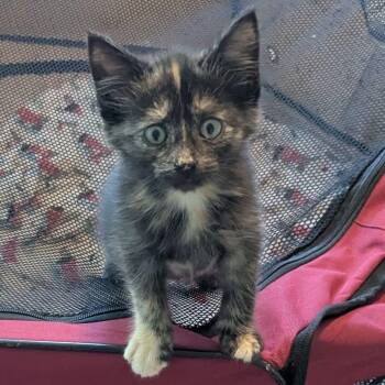 Snickerdoodle -  Tortoiseshell Cat for Adoption in Grand Rapids, Michigan - Snickerdoodle | PetCurious