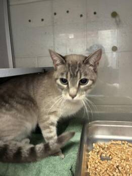 *Beehive* -  Domestic Short Hair Cat Available for Adoption in Salt Lake City, Utah - *Beehive* | PetCurious