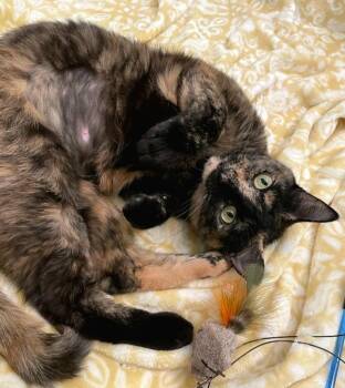 Duchess -  Tortoiseshell Cat for Adoption in Syracuse, New York - Duchess | PetCurious
