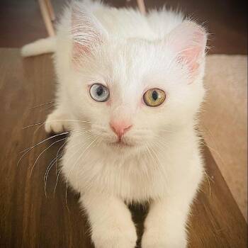 Domestic Short Hair Cats Available for Adoption - Iris | PetCurious