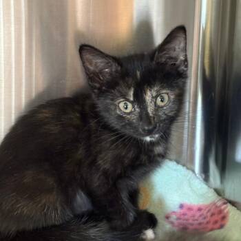 Tink -  Domestic Short Hair Cat for Adoption in Knoxville, Tennessee - Tink | PetCurious