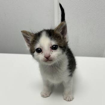 Trix -  Domestic Short Hair Cat for Adoption in Abilene, Texas - Trix | PetCurious