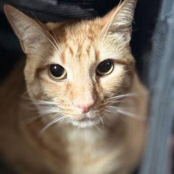 GIZMO -  Domestic Short Hair Cat for Adoption in Fernandina Beach, Florida - GIZMO | PetCurious