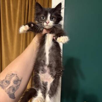 Cupcake -  Domestic Long Hair Cat for Adoption in Granville, Ohio - Cupcake | PetCurious