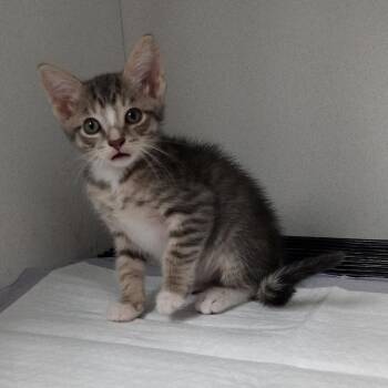 Cero -  Domestic Short Hair Cat for Adoption in Duncan, Oklahoma - Cero | PetCurious