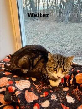 Domestic Short Hair Cats Available for Adoption in Cloquet, Minnesota - Walter | PetCurious
