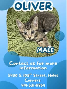 Domestic Short Hair Cats Available for Adoption in Muskego, Wisconsin - Oliver - Sweet And Affectionate Kitten | PetCurious