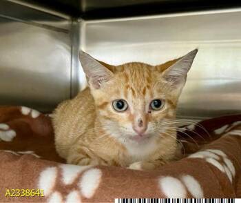 CHARMANDER -  Domestic Short Hair Cat for Adoption in West Palm Beach, Florida - CHARMANDER | PetCurious