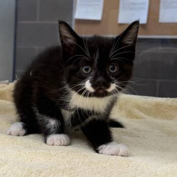 Domestic Short Hair Cats Available for Adoption in Cheyenne, Wyoming - Oreo | PetCurious