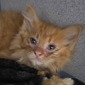 Rump -  Domestic Long Hair Cat for Adoption in Sheridan, Wyoming - Rump | PetCurious