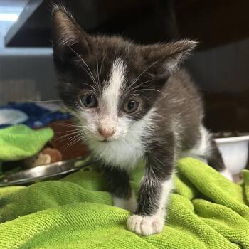 Domestic Medium Hair Cats Available for Adoption in Richmond, California - SLATE | PetCurious