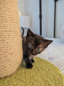 Rescue Domestic Short Hair Cats for Adoption in Los Angeles, California - McNeill | PetCurious
