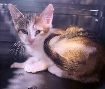 Hei Hei -  Domestic Short Hair Cat for Adoption in North Richland Hills, Texas - Hei Hei | PetCurious