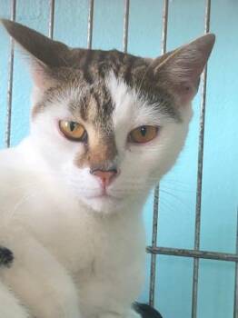 Blaze -  Domestic Short Hair Cat for Adoption in Key West, Florida - Blaze | PetCurious