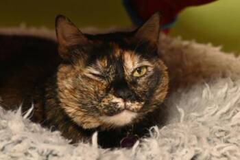 Rescue Domestic Short Hair Cats for Adoption in Baton Rouge, Louisiana - Athena | PetCurious