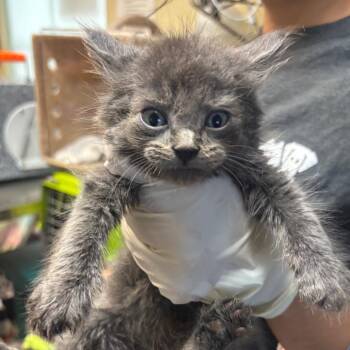 Aang -  Domestic Short Hair Cat for Adoption in Pasadena, California - Aang | PetCurious