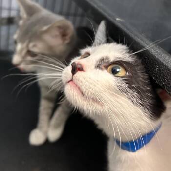 Tiramisu -  Domestic Short Hair Cat for Adoption in Lakeland, Florida - Tiramisu | PetCurious