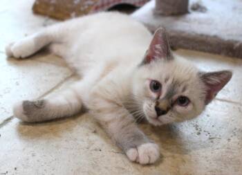 Domestic Short Hair Cats Available for Adoption in Minneapolis, Minnesota - Poppy-Pending Adoption | PetCurious