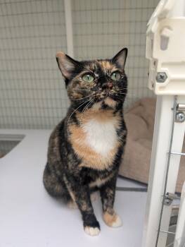 Rescue Domestic Short Hair Cats for Adoption in Waynesville, North Carolina - Callie | PetCurious