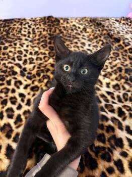 Hambone -  Domestic Short Hair Cat Available for Adoption in Arlington, Texas - Hambone | PetCurious
