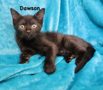 Dawson -  Bombay Cat for Adoption in St. Augustine, Florida - Dawson | PetCurious