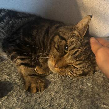 Rescue Domestic Short Hair Cats for Adoption in Hudson, New York - September | PetCurious